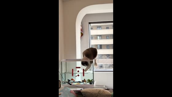 Curious Ragdoll balances on aquarium edge in Jiangsu, China