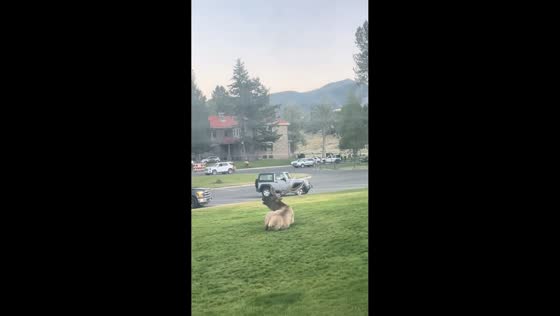 Elk spotted bugling at Mammoth Hot Springs in Wyoming, USA