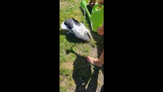 Stork enjoys watering bath in Belarus