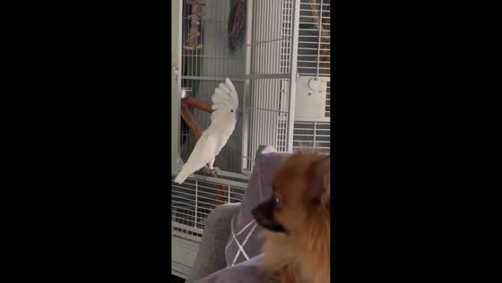 Parrot hilariously imitates dog’s bark in Jilin, China