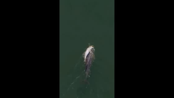 Mother dolphin mourns calf for days in heartbreaking display in Leschenault Estuary, Australia