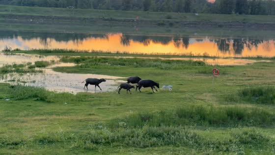 Dog playfully chased by water buffalo in Anhui, China