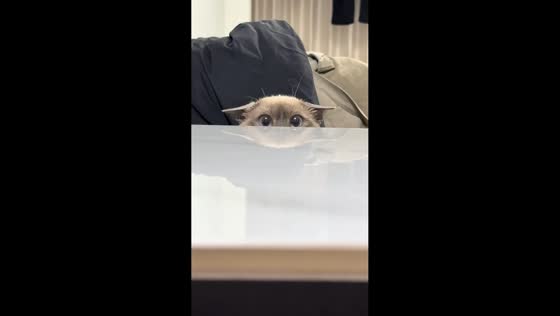 Kitten gives funny peek from beside table in Zhejiang, China
