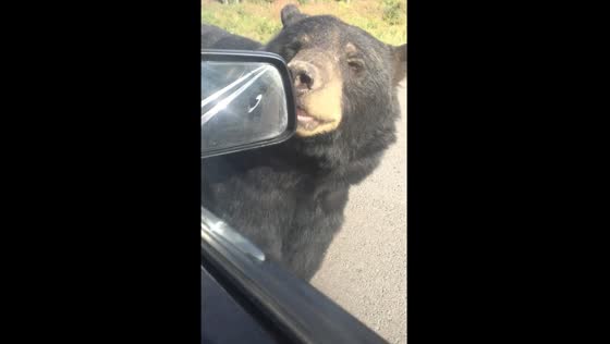 Close encounter: black bear approaches car in Yellowstone Park