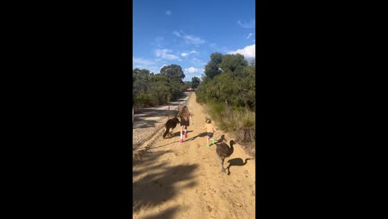 Children race with a German shepherd and an emu in Perth, Australia