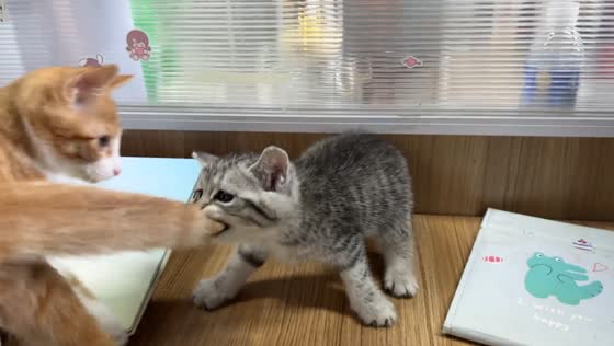 Kitten playfully attacks mother cat’s tail in Hebei, China