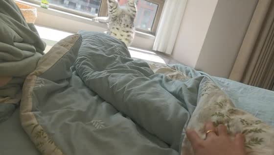 Cat woken up and hits head on window sill in Jilin, China