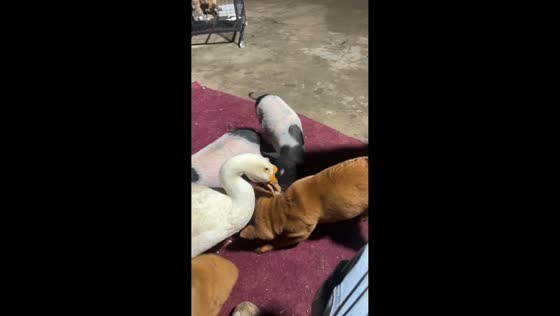 Goose and dog clash sparks chaotic yard scene in Anhui, China