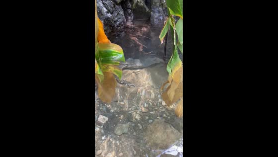Small crocodile spotted during bath in river in Puntarenas, Costa Rica