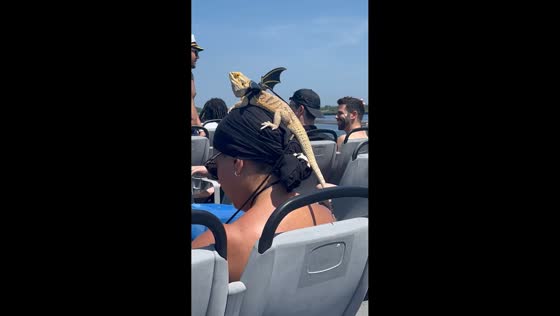 Woman rides ferry with bearded dragon wearing bat wings in New York, USA