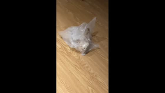 Kitten waddles in plastic bag under the stairs in Guangdong, China