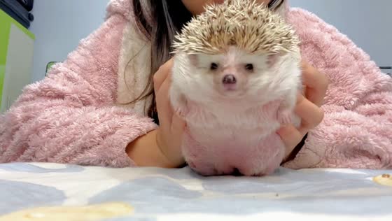 African Pygmy Hedgehog resting and munching on bed in Guangdong, China