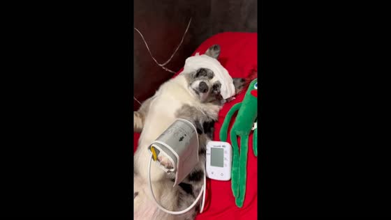 Clever corgi: Samuel's sneaky sick day simulation 