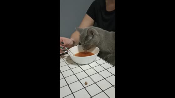 Murka's first atste: cat discovers borscht in Kryvyi Rih