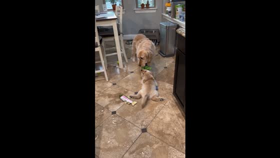 Tug of fur: playful canine duel in Maple Valley