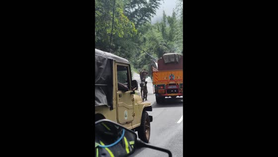 Elephant blocks road in Masinagudi; tear gas used to clear path