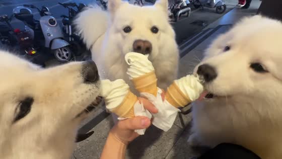 Three dogs enjoy ice cream cones together in Guangdong, China