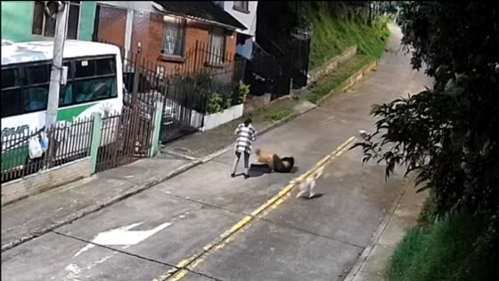 Man knocked over by excited dog during playtime in Pasto, Colombia