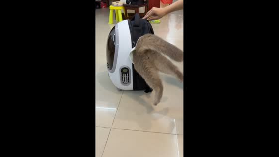 Cat hilariously squeezes itself into backpack through side opening in Fujian, China