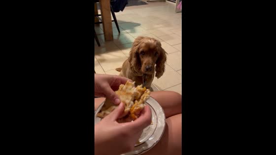 Hungry dog patiently waits for sandwich in Pitsidia, Crete, Greece