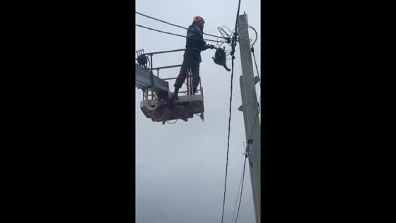 Rescuers save raccoon trapped on pole near Novorossiysk, Russia
