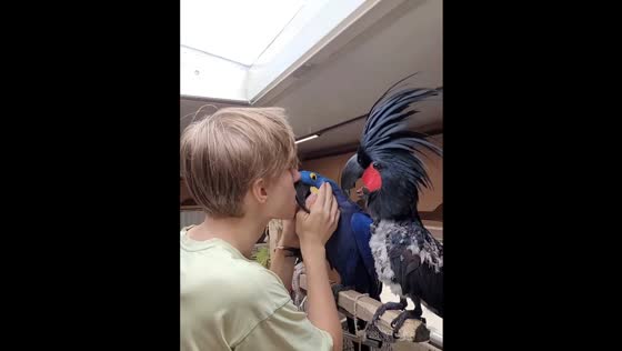 Palm cockatoo playfully taps hyacinth macaw during kiss in Moscow, Russia