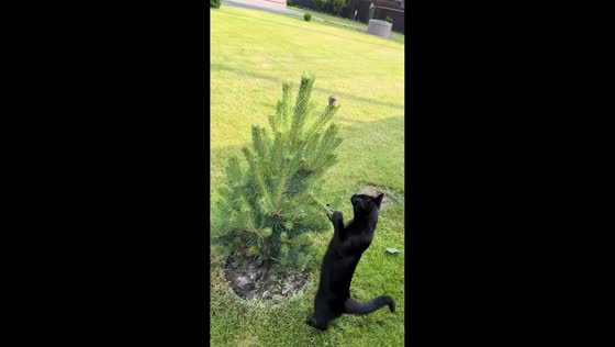 Cat fails to catch mouse hiding on plant in Khmelnytsky, Ukraine