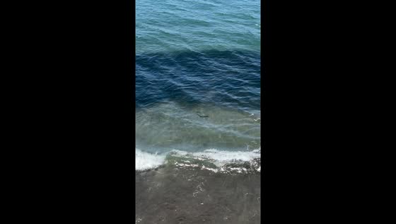 School of fish and rays sighted near shore in Maspalomas