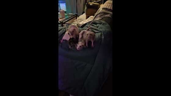 Excited pet rat jumps to owner from couch in Groningen, Netherlands