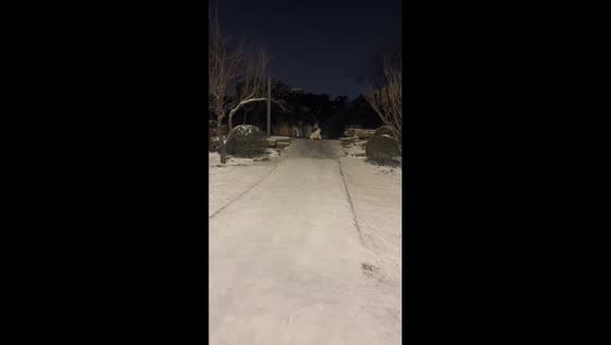 Woman and Samoyed dog tumble off sled in Henan, China