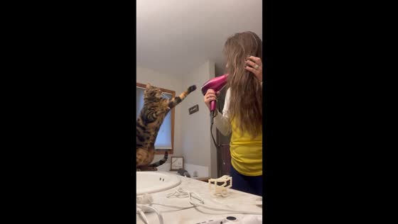 Curious cat investigates hair dryer in Fort Wayne, Indiana, USA