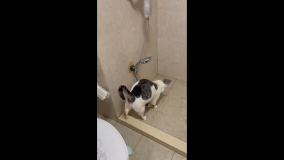 Cat voluntarily stands under shower and licks wet fur in Jiangsu, China