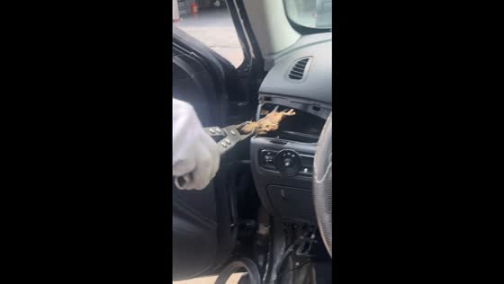 Mouse remains found inside a car air conditioning vent in Jiangsu, China