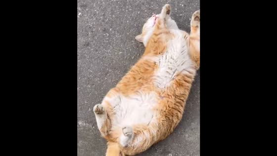 Cat sleeps on the street with paws up in Sichuan, China