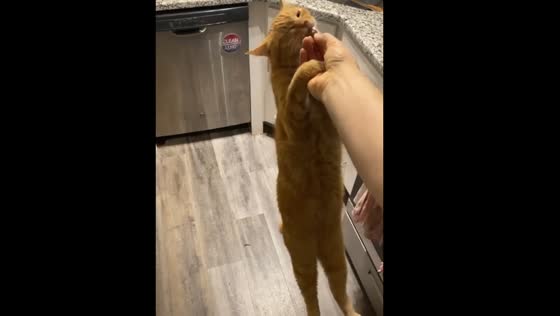 Treat-loving cat shows off athletic trick in Richmond, USA
