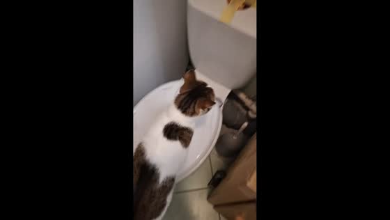 Cat pushes toilet flush button after tape-covered lid is removed in Tychy, Poland