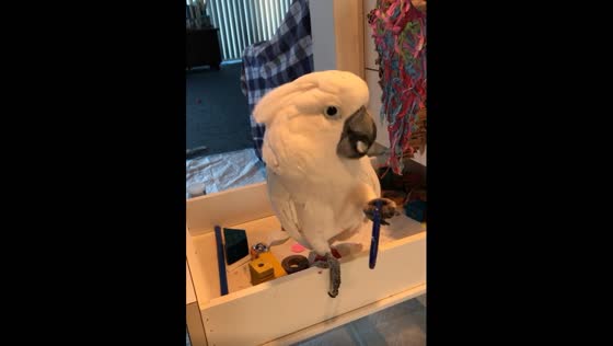A funny cockatoo can sing and dance.