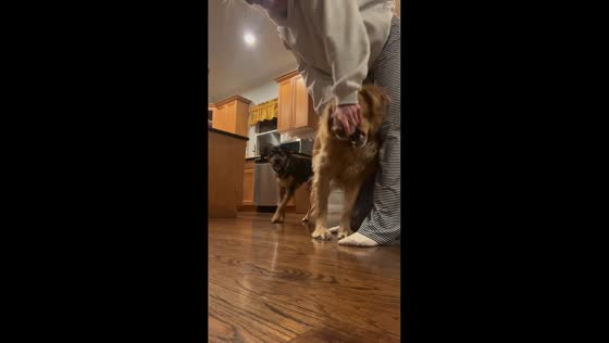 Golden retriever attempts to chew a coin in New York, USA