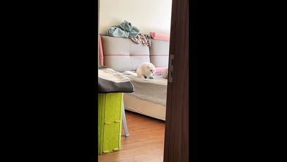 Cat adorably scoots on the bed after spotting owner in Liaoning Province, China