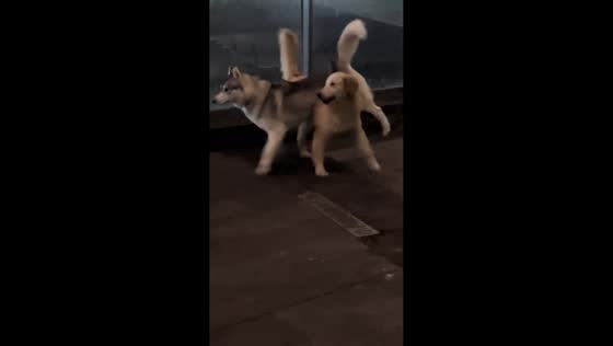Husky playfully interacts with dog in Guizhou, China