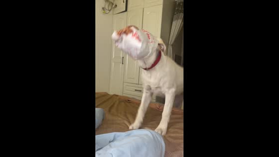 Dog’s head gets stuck in food bag in Hebei, China