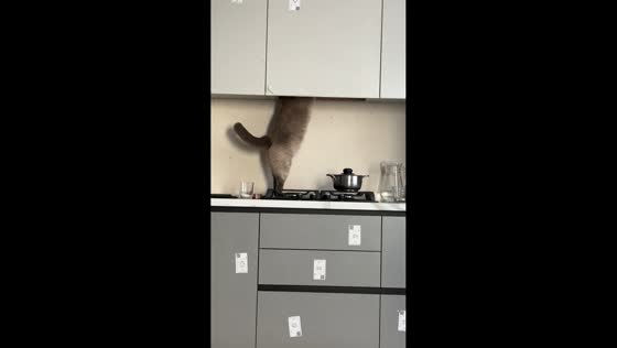 Cat squeezes into kitchen cabinet gap in Ivano-Frankivsk, Ukraine