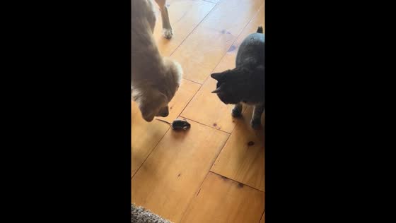 Household pets chase mouse, pause when It stops