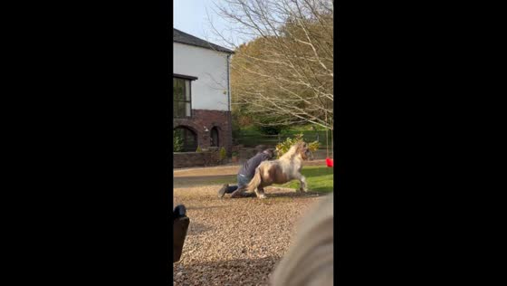 Man gets dragged by tiny pony in Crediton, England