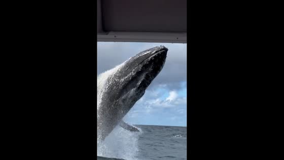 Humpback whale breaching amazes onlookers off Byron Bay, Australia