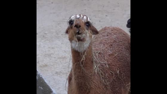 Snow day delight: Milwaukee County Zoo animals embrace wintry adventures!