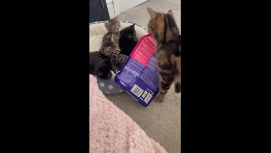 Mother cat carries food to kittens in Coventry, UK