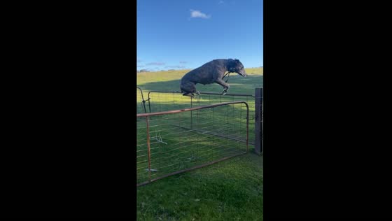 Kangaroo-inspired leap: Bull Arab and Catahoula mix masters the fence jump