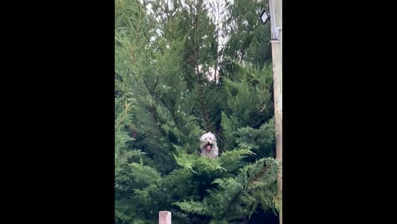 Pet dog surprises owner by climbing tree in Los Ángeles, Chile
