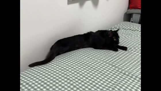 Playful cat gets stuck between bed and wall in Henan, China